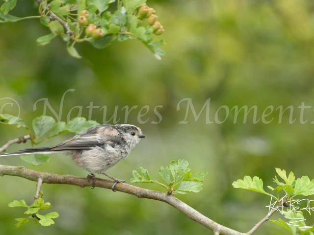 Long Tailed Tit on Branch