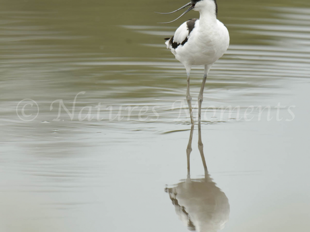 Avocet - Mirror Image