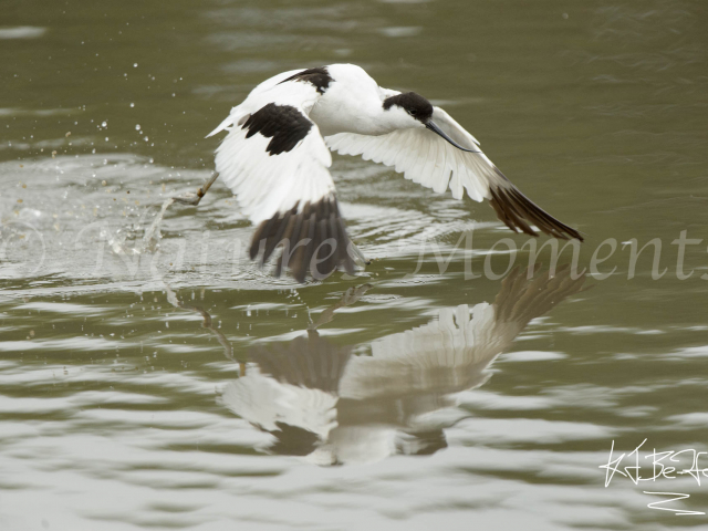 Avocet Takeoff