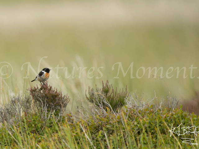 Male Stonechat on Moors