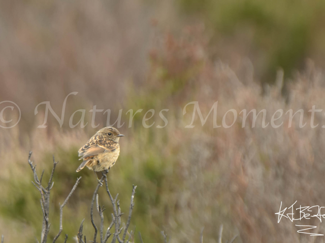 Female Stonechat on Moors