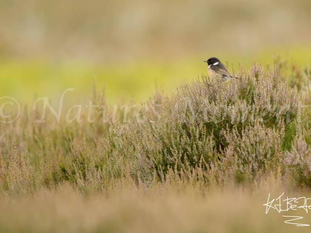 Stonechat on Heather