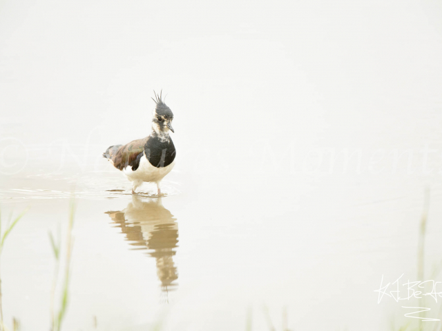 Lapwing - Reflection