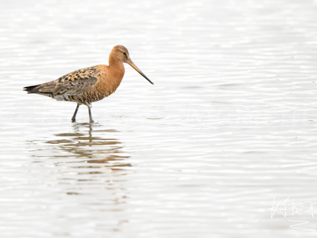 Black-tailed Godwit - Male