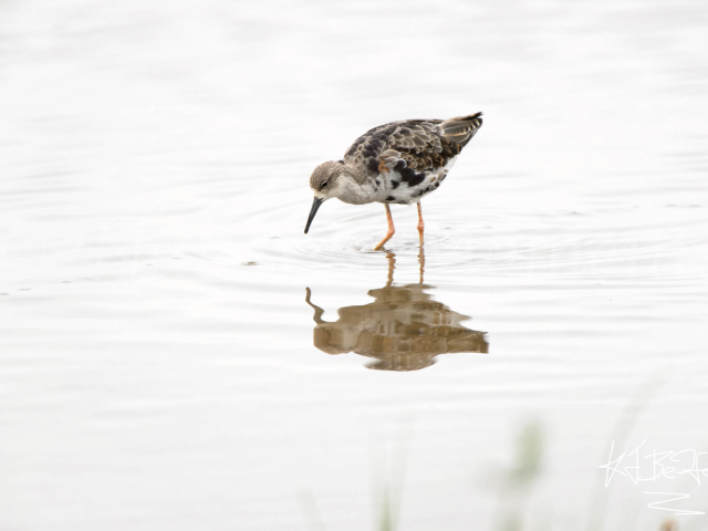 Black-tailed Godwit - Reflection