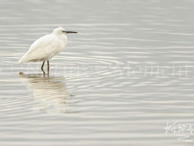 Little Egret Reflection