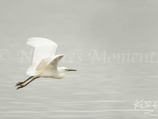 Little Egret Landing