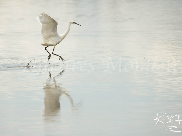 Little Egret - Walk on Water