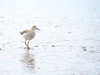 Black-tailed Godwit - Female