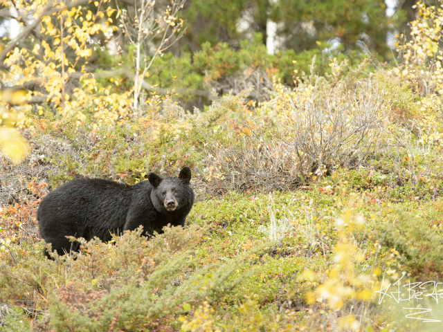 Black Bear - In the Thick of Things