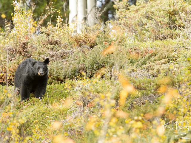 Black Bear Golden Meadow