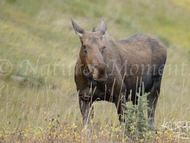 Moose Over, Here I Come