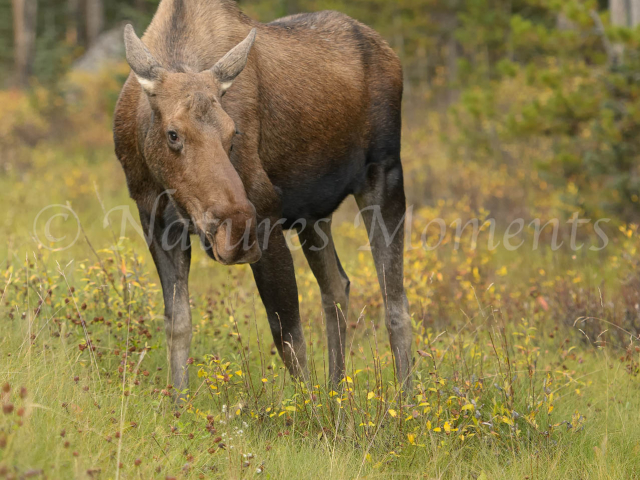 Female Moose - Grazing in the Meadow