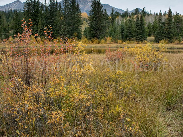 Cottonwood Slough - Warm Autumn Delight