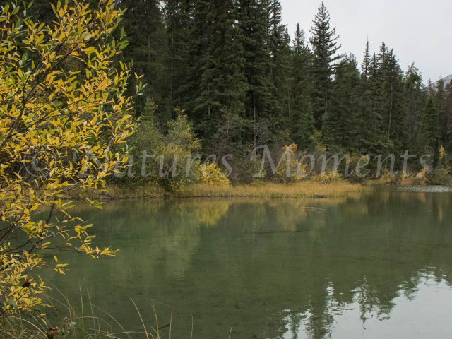 Pyramid Lake - Forever Evergreen Reflection