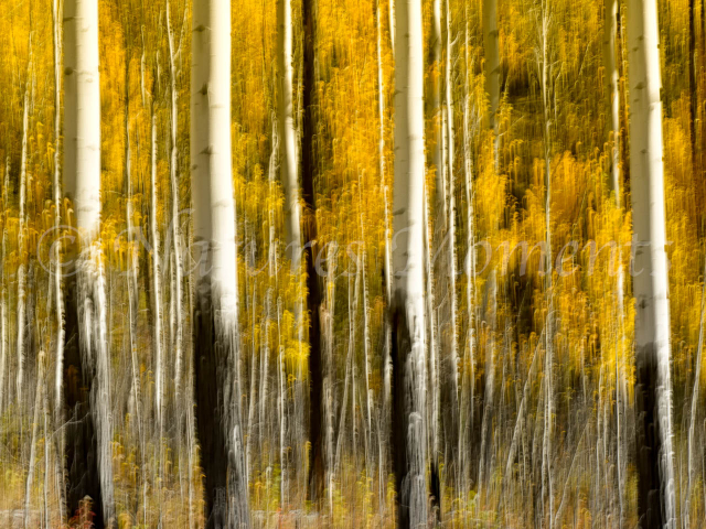 Blurred Tree Lines