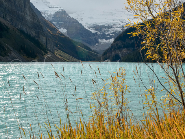 Lake Louise Through the Grass