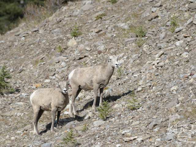 Bighorn Sheep In Camouflage