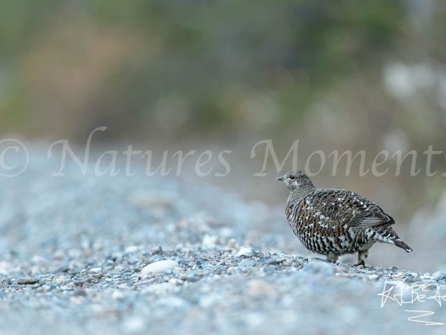 Spruce Grouse (Female) on Pebbles