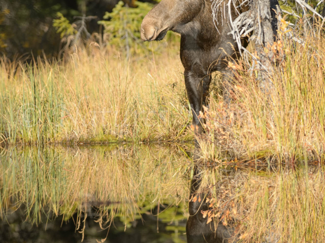 Arkamina Parkway - I Moose you, two