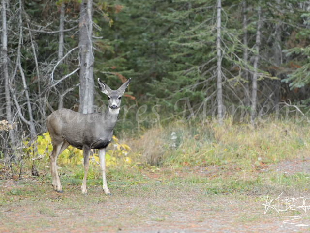 Waterton - White Tailed Deer in the Forest