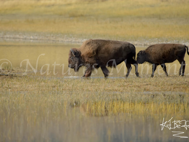 Bison with Calf - Where You Go, I Go