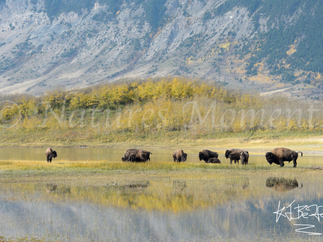 Waterton Bison Herd