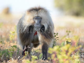 Gelada - Head on