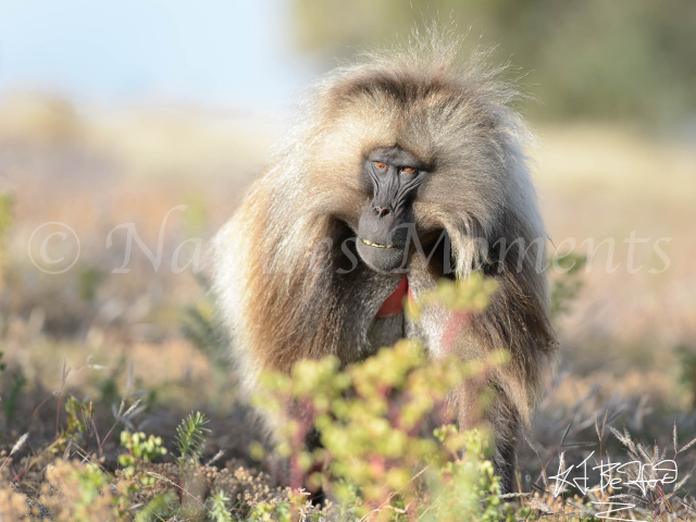 Gelada - Patrolling the Perimeter