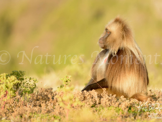 Gelada - Peaceful Reflection