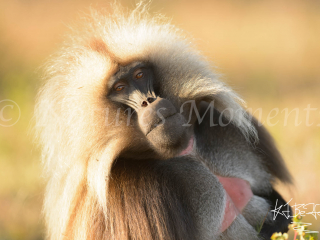 Gelada - Pride