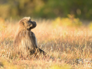 Gelada - Faithful Gelada - Faithful