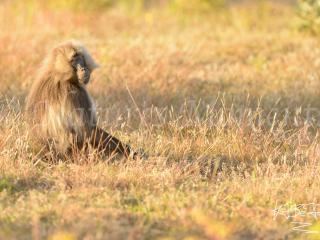 Gelada - Casual Camouflage
