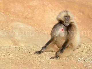 Gelada - Where's the Party