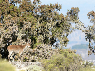 Walia Ibex - Living on the Edge