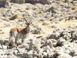 Walia Ibex - On The Rocks