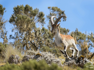 Walia Ibex - Ready to Bolt