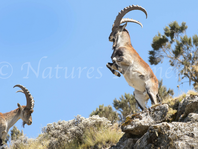 Walia Ibex - King of the Siemen Mountains