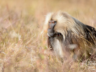 Gelada - On Guard