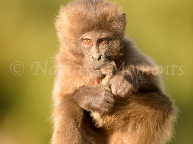 Gelada - Putting One's Foot in One's Mouth