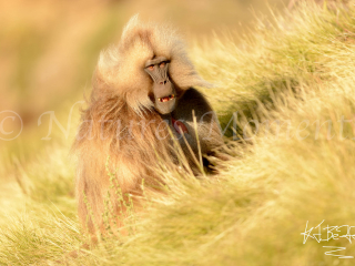 Gelada - Windswept