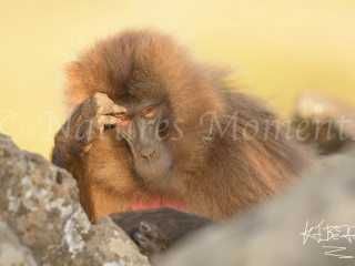 Gelada - I Think Therefore I am