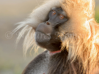 Gelada - Bad Hair Day