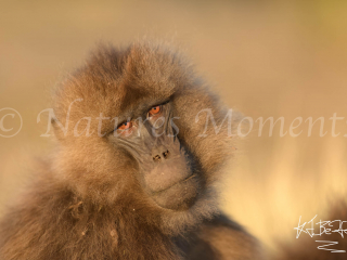 Gelada - Sincerity