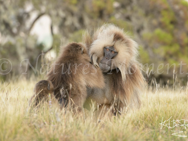 Gelada - Affectionate Allogrooming Gelada - Affectionate Allogrooming