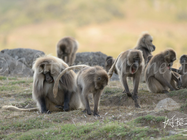 The Hustle and Bustle of the Gelada Clan