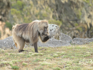 Gelada - YES! I Did it!