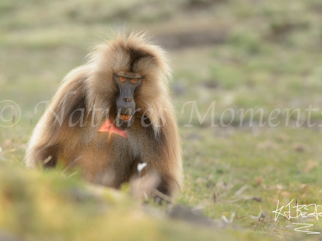 Gelada - Do I Look Like I'm Joking? Gelada - Do I Look Like I'm Joking?
