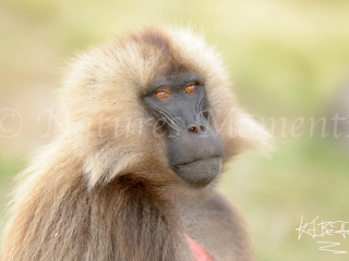 Gelada - Honesty