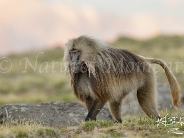 Gelada - Magestic